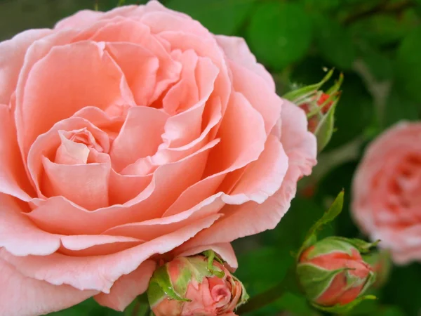 Beautiful pink rose in a garden — Stock Photo, Image