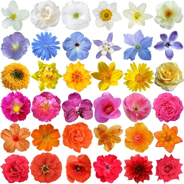 Grande selezione di vari fiori isolati su sfondo bianco — Foto Stock