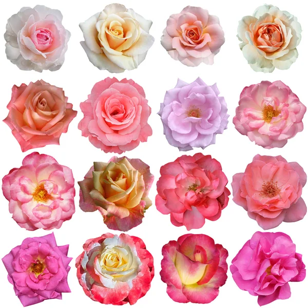 16 Flores de rosas isoladas em fundo branco — Fotografia de Stock