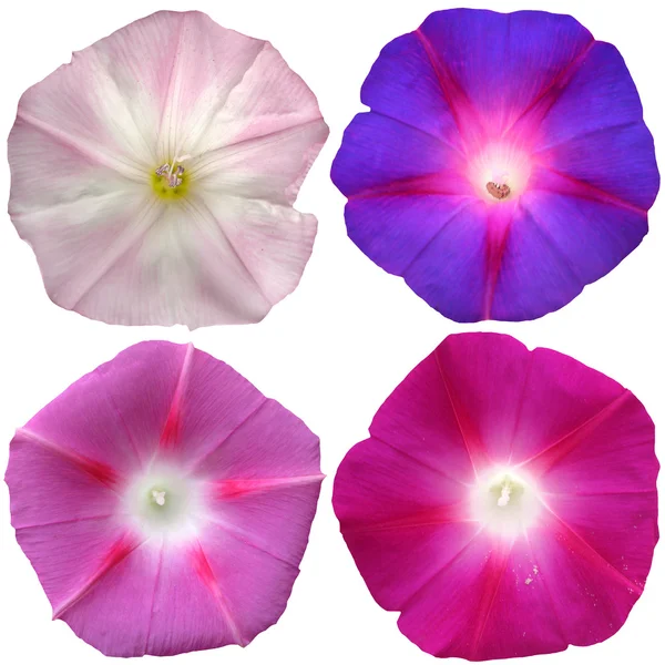 Colección de 4 flores petunia aisladas sobre fondo blanco — Foto de Stock