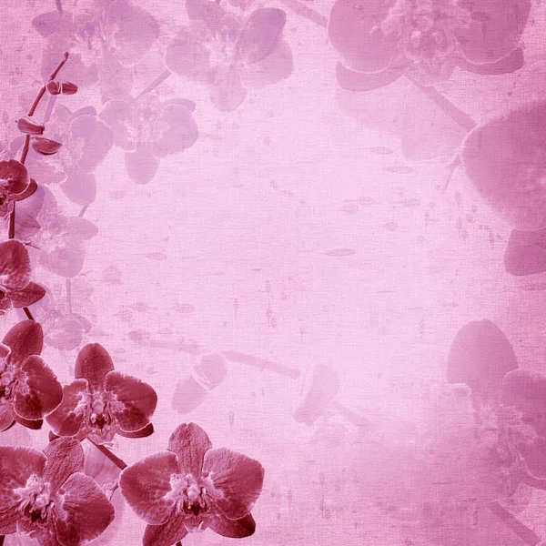 Textura rosa de orquídeas — Fotografia de Stock