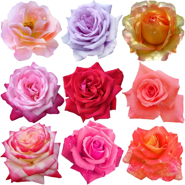 Conjunto de cabeças de rosas — Fotografia de Stock