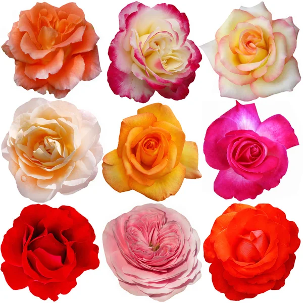 El juego de rosas florece —  Fotos de Stock