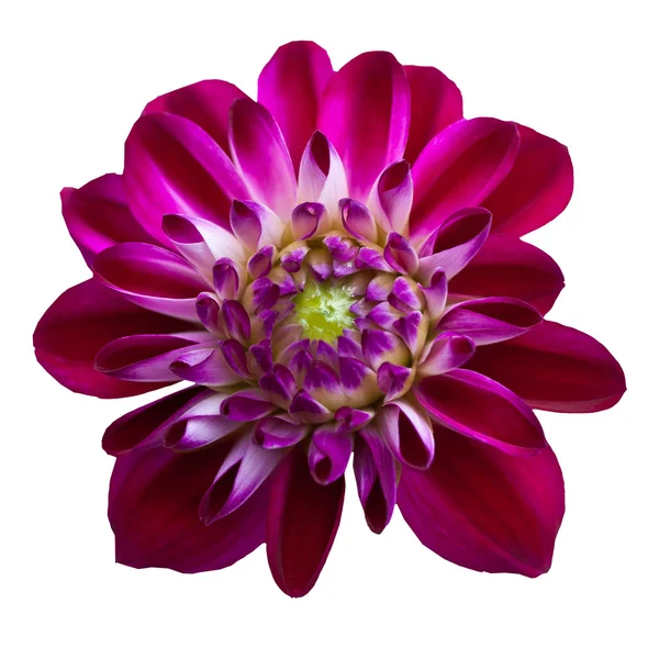 Rosa Chrysantheme Dahlie isoliert auf weiß — Stockfoto