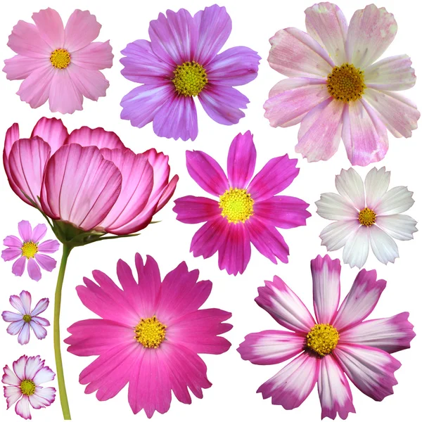 Set of cosmos flowers — Stock Photo, Image