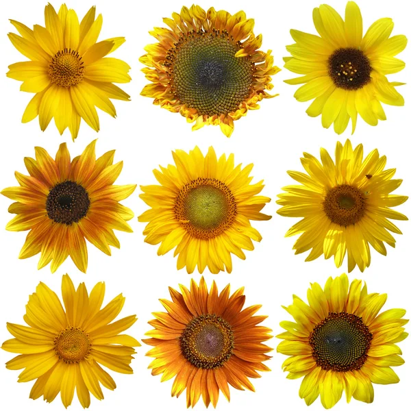 Sonnenblumen-Kollektion auf weißem Hintergrund — Stockfoto