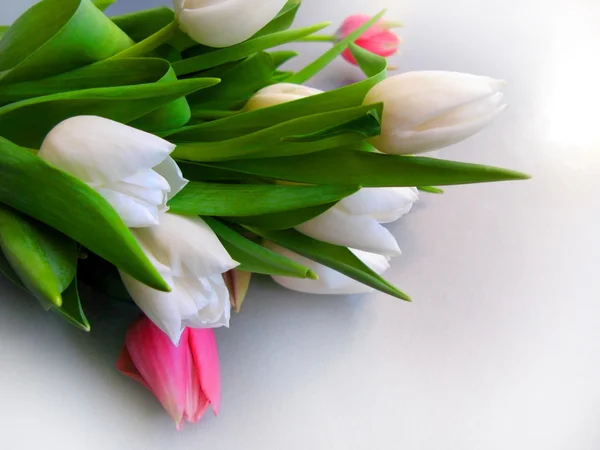 White and pink tulips isolated over white with  copy space — Stock Photo, Image