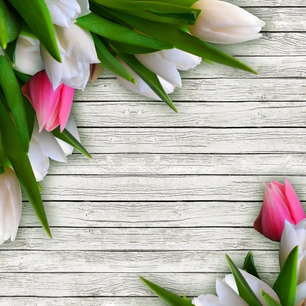 Pink and white tulips isolated over white wooden background with — Stock Photo, Image