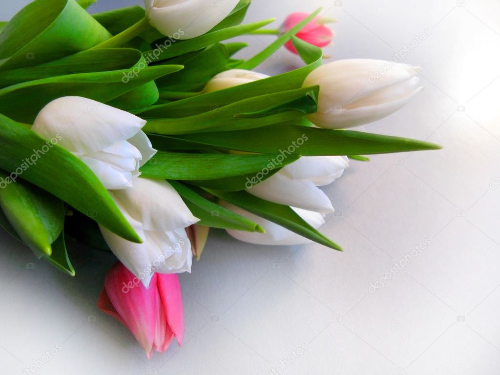 White and pink tulips isolated over white with  copy space