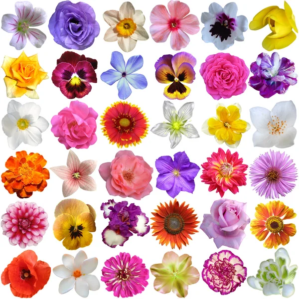 Big Selection of Various Flowers Isolated on White Background — Stock Photo, Image