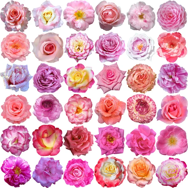 O grande conjunto de rosas floresce — Fotografia de Stock