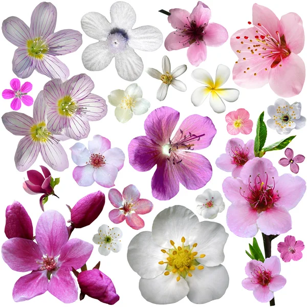 Flowers of blooming garden — Stock Photo, Image