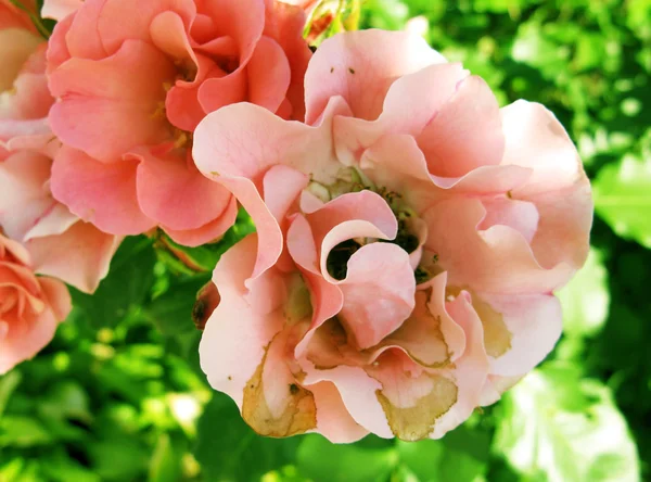 Bela rosa em um jardim — Fotografia de Stock