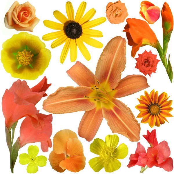 Sammlung orangefarbener und gelber Blüten auf weißem Hintergrund — Stockfoto