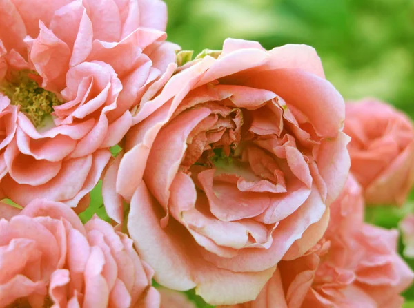 Piękna róża w ogrodzie — Zdjęcie stockowe