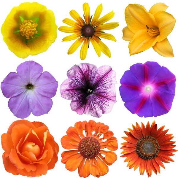 Set of colorful seasonal blooms — Stock Photo, Image