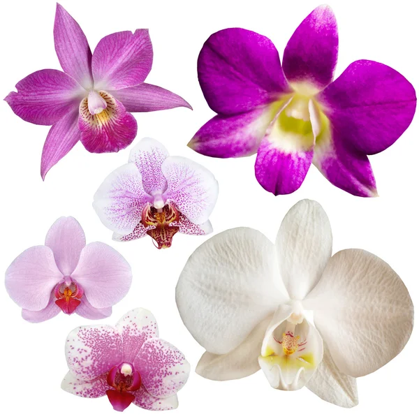 Colección de flor de orquídea aislada en blanco — Foto de Stock