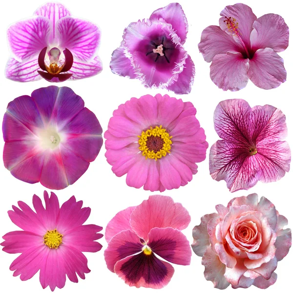 Uppsättning av rosa blommor isolerad på vit — Stockfoto