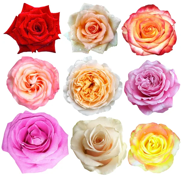 The rose blooms — Stock Photo, Image