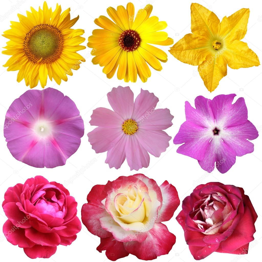 Flower collection isolated on white background 