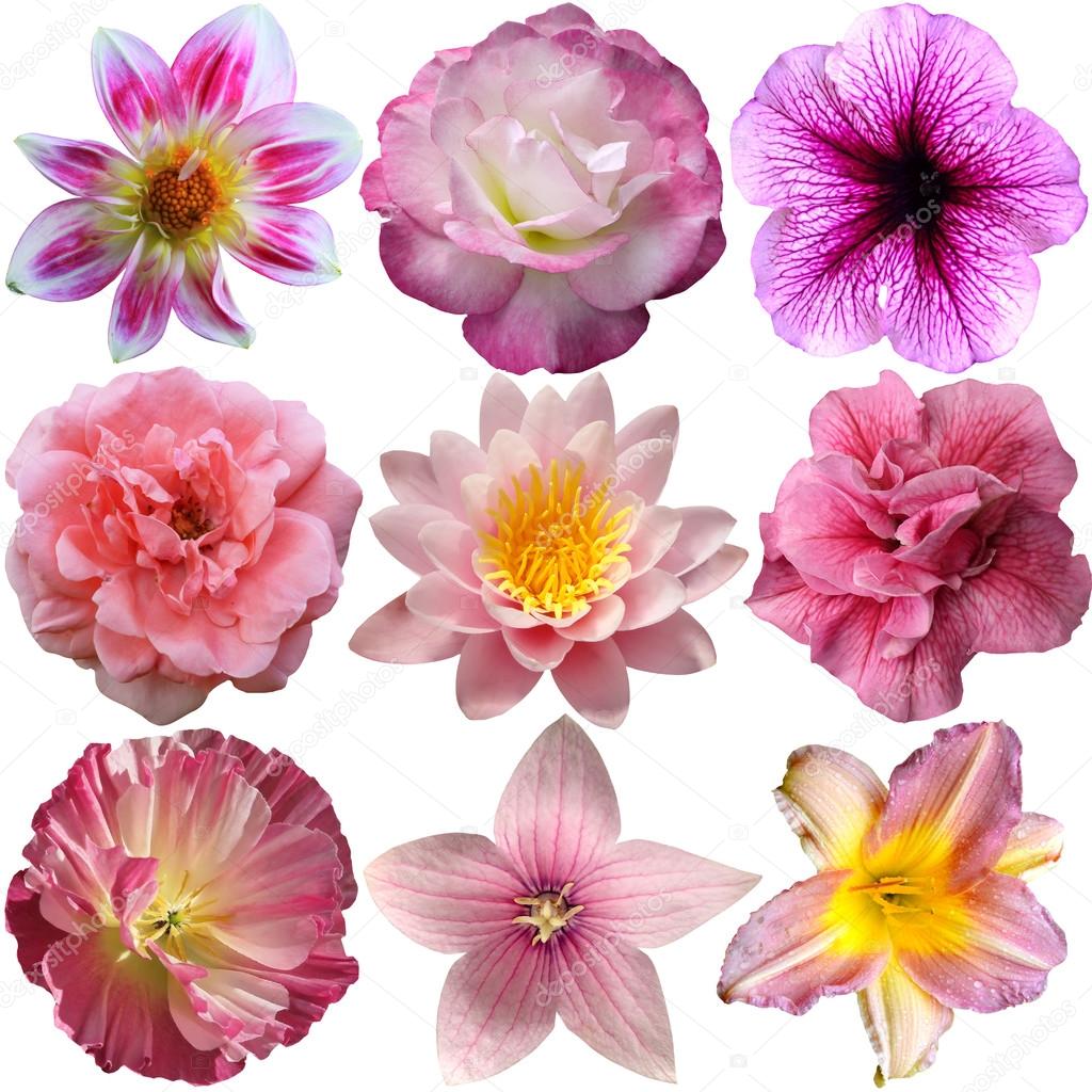 Selection of Pink Flowers Isolated on White