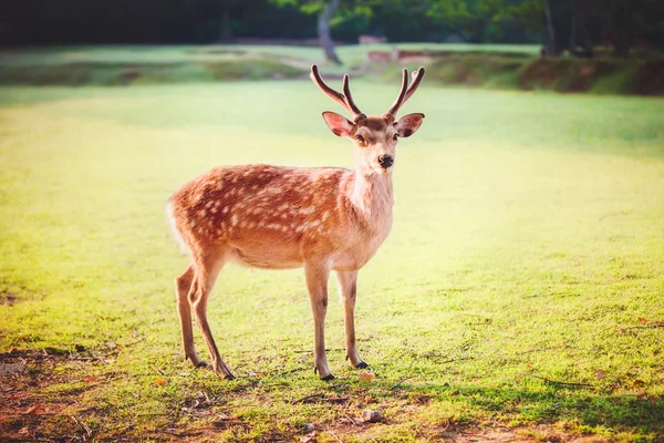 Sacred sika deer at Nara park in the morning — Stock Photo, Image