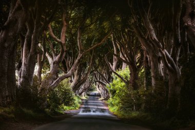 Kuzey İrlanda, İngiltere 'deki The Dark Hedges, County Antrim' de sabah güneşi.