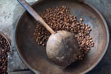 Kahve çekirdeği kızartılmış. Luwak çiftliği, Bali, Endonezya.
