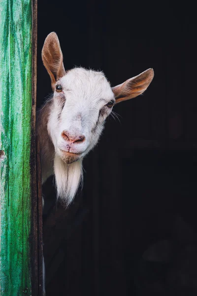 Curious hornless goat — Stock Photo, Image