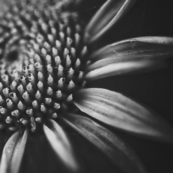 Заделывают цветок в черно-белом — стоковое фото