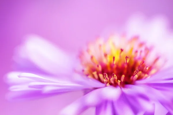 Closeup Menekşe aster çiçek arka plan — Stok fotoğraf