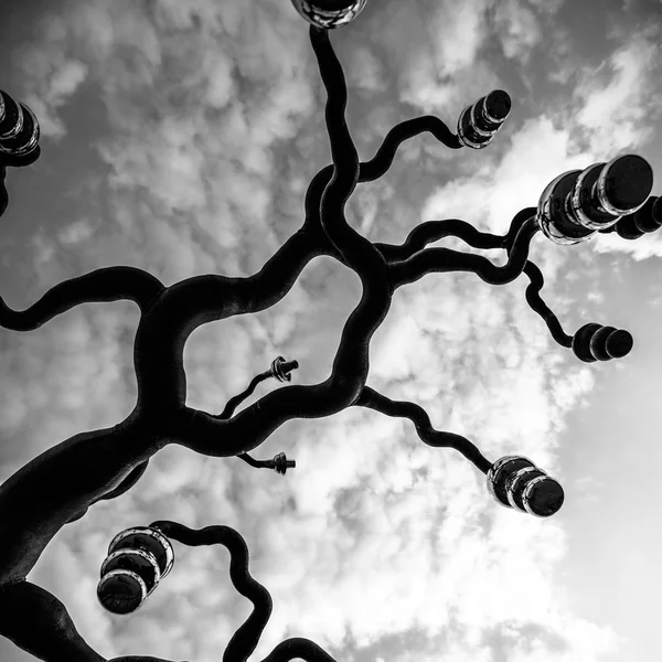 Black and white tree branches — Stock Photo, Image