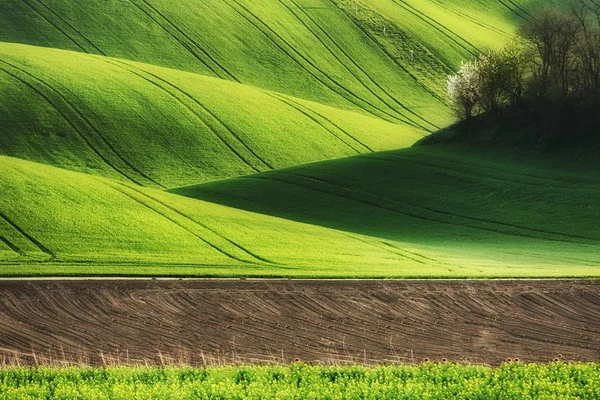 Lines and waves fields — Stock Photo, Image