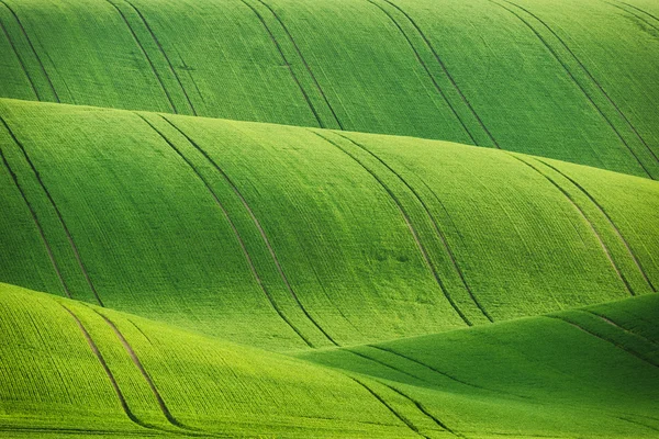 Lines and waves fields — Stock Photo, Image