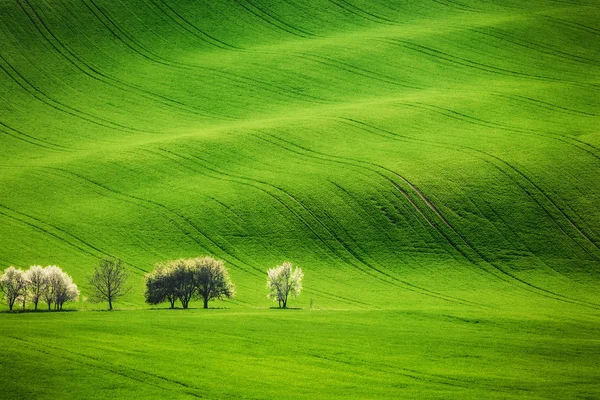 Field waves with blossoming trees in the spring — Stock Photo, Image