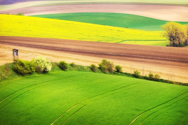 Field waves with trees, South Moravia — Stock Photo, Image