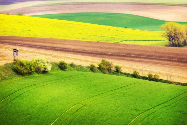 Ondas de campo com árvores, Morávia do Sul — Fotografia de Stock