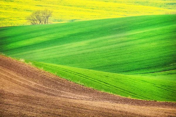 Ondas de campo com árvore, Morávia do Sul — Fotografia de Stock