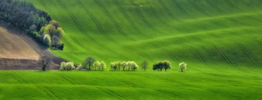 çiçek açması ağaçları ile alan dalgalar Panoraması