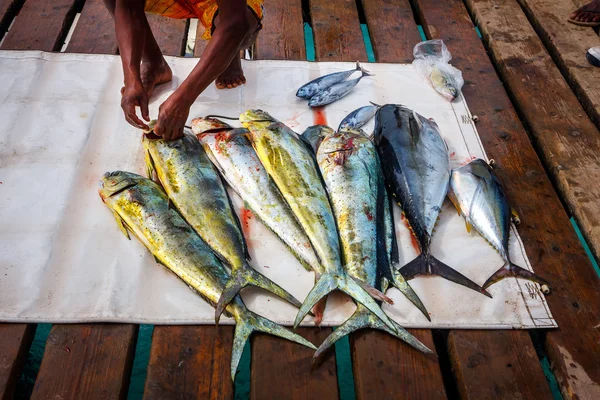 Fresh fish catch, tuna and dorada — Stock Photo, Image