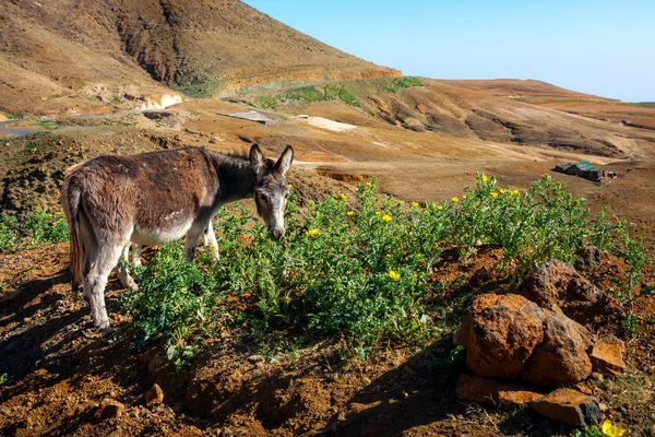 Burro nas montanhas de Santo Antao — Fotografia de Stock