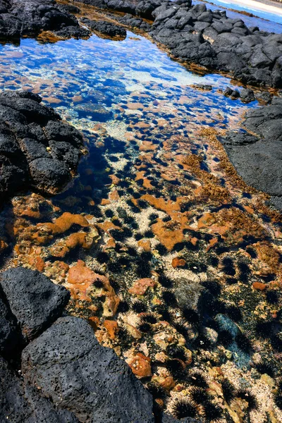 Морские ежи в вулканических прудах — стоковое фото