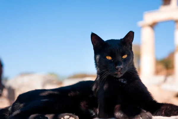 Fier chat noir posant comme un sphinx — Photo