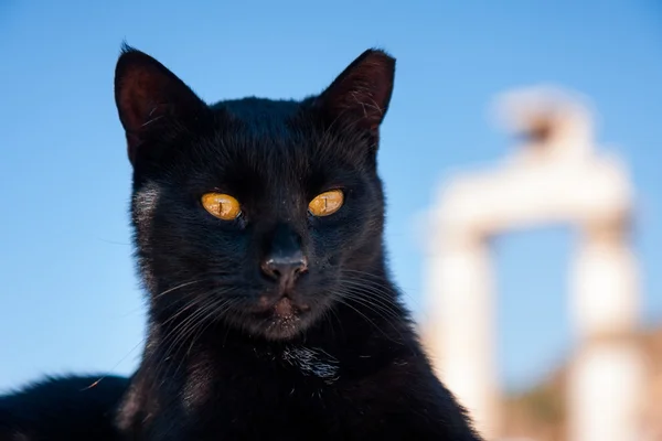 Black Cat like an ancient God — Stock Photo, Image