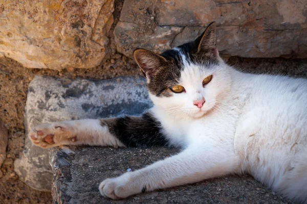 Cat resting in shadow — Stock Photo, Image