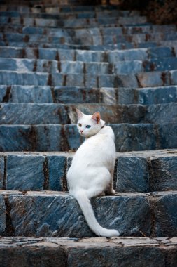 Beyaz tek gözlü kedi