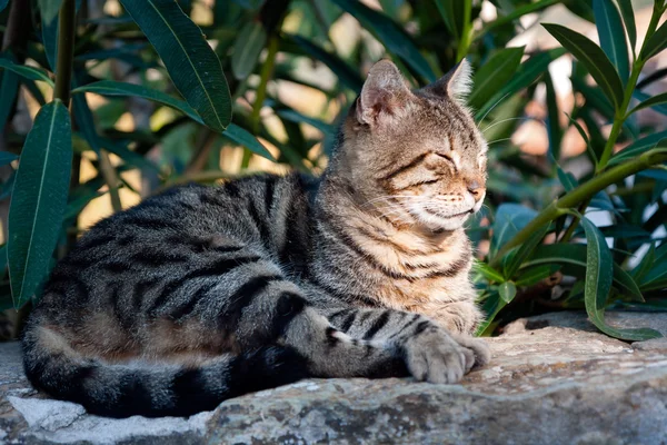 Cat taking a nap — Stock Photo, Image