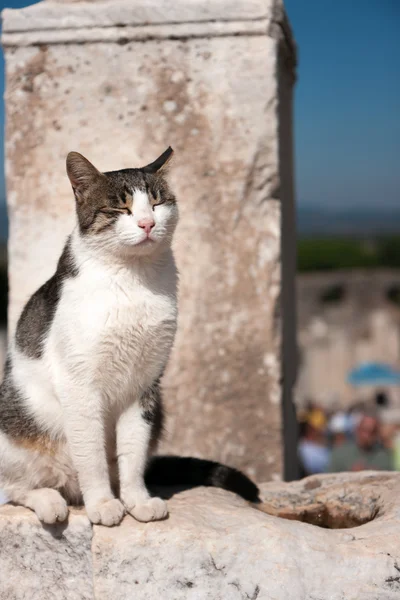 Cat basking in the sun — Stock Photo, Image