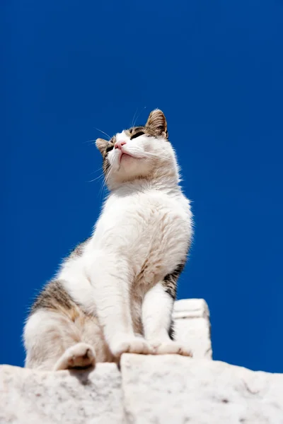 White Cat looking around — Stock Photo, Image