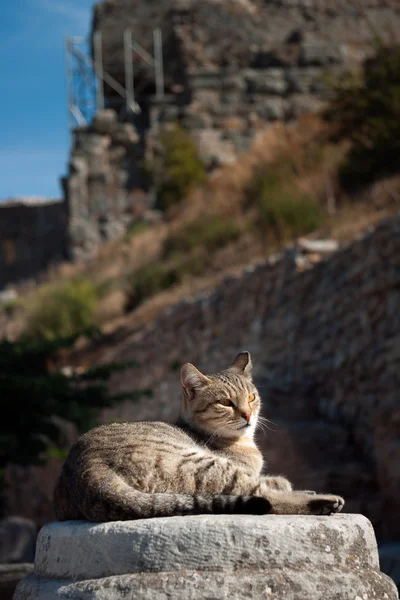 Cat resting on a rock — Stock Photo, Image